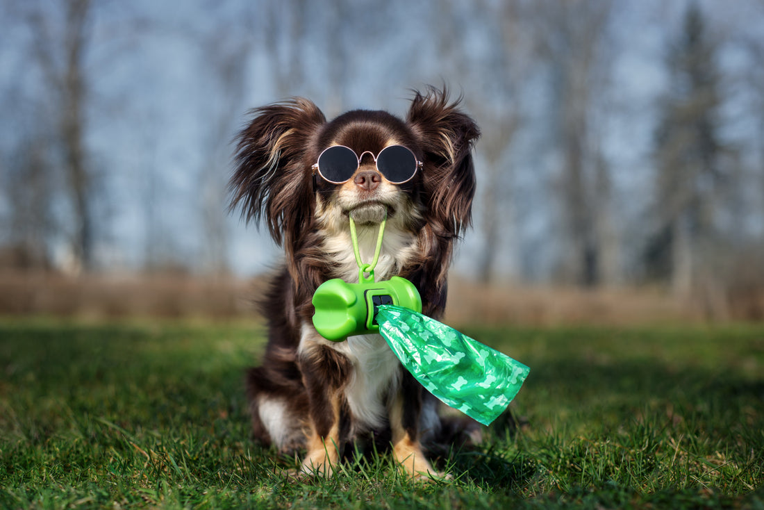 The Importance of Cleaning Up After Your Dog: A Guide for Orange County Dog Owners