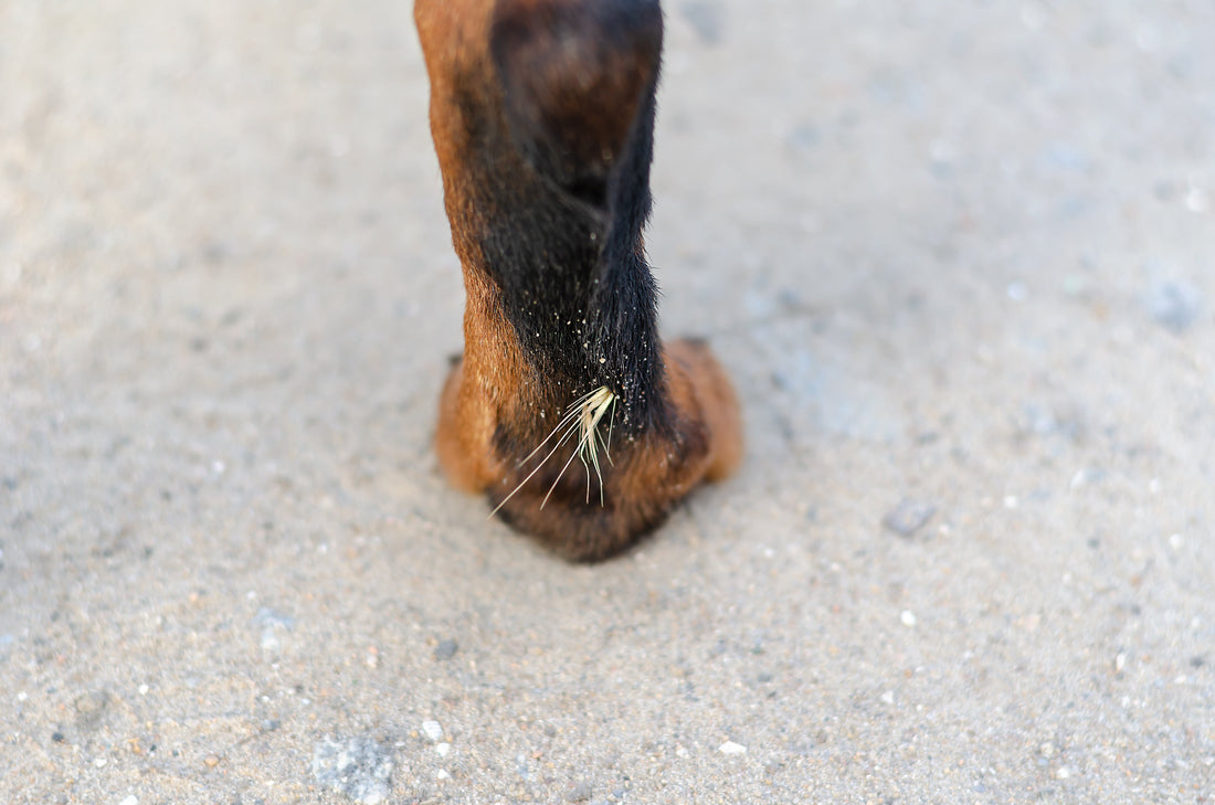 The Dangers of Foxtails for Dogs: Where They Hide and Why Pet Owners Should Check Often