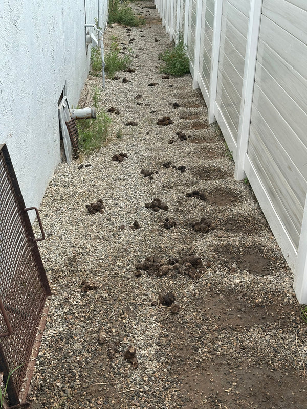 Dog Run Cleanup