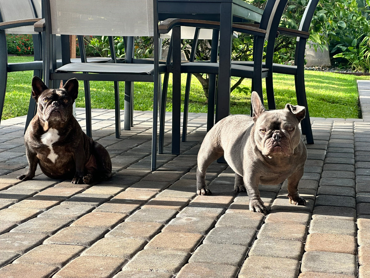 Dog enjoying an outdoor yard