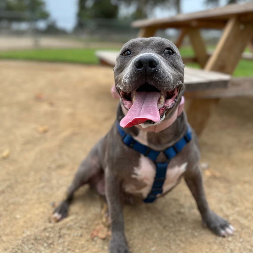 Pea, the dog who inspired Fresh Yard Scoop