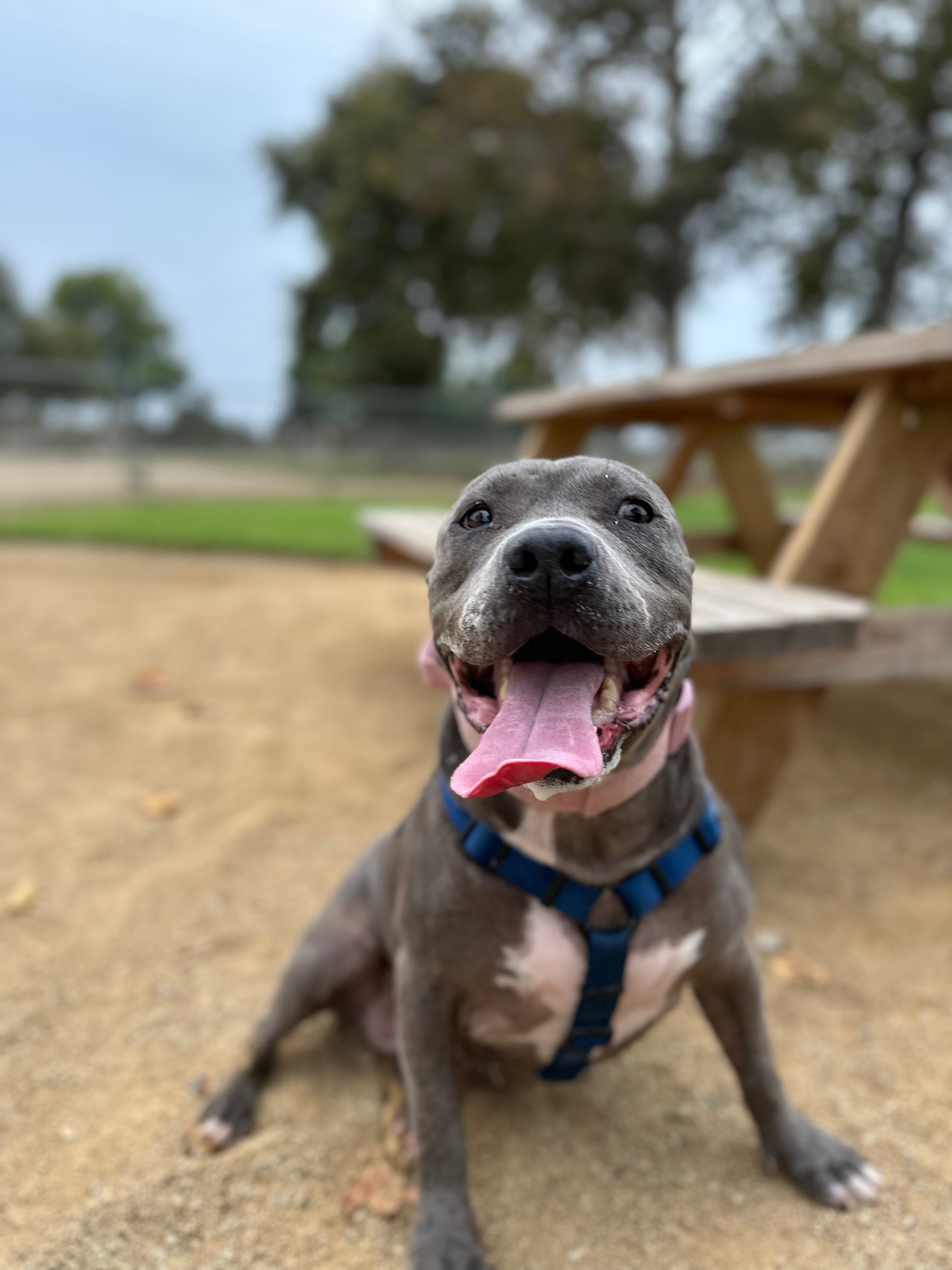 Dog sitting outdoors with a picnic table and trees in the background