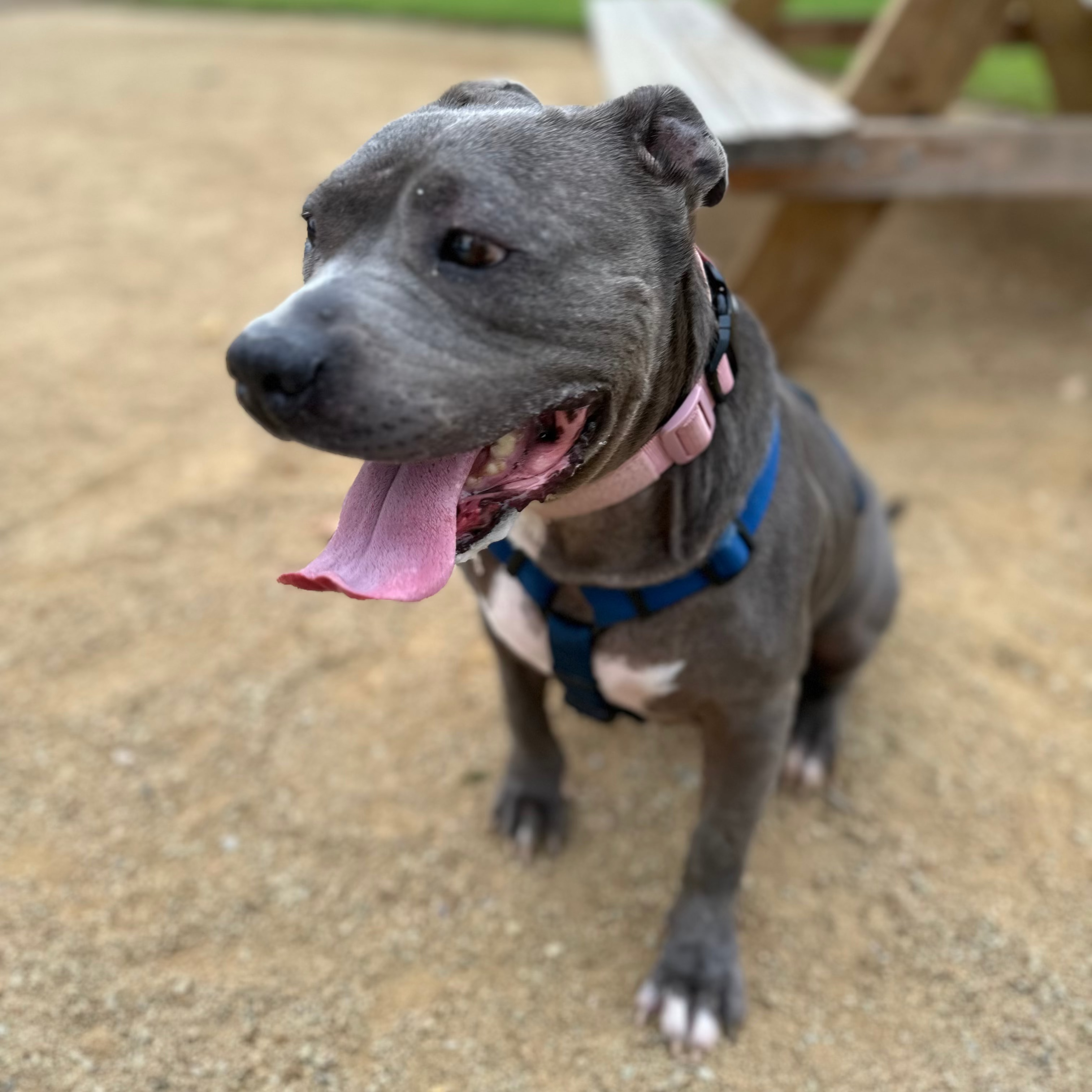 Dog with a blue collar standing outdoors near a picnic table